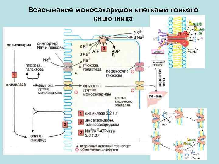 Схема переваривания углеводов биохимия