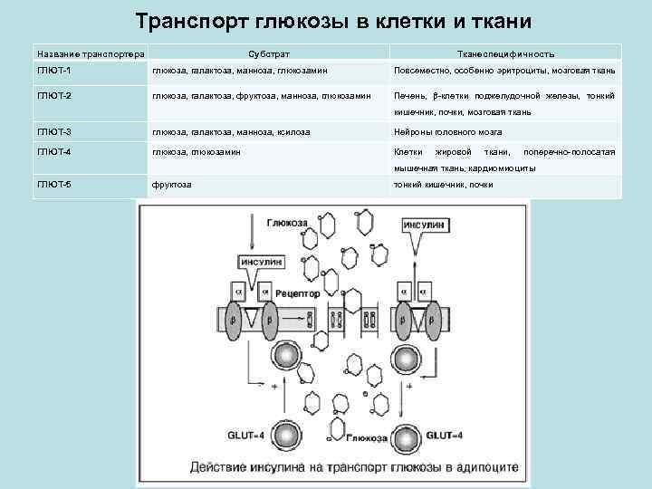 Транспорт глюкозы в клетки и ткани Название транспортера Субстрат Тканеспецифичность ГЛЮТ-1 глюкоза, галактоза, манноза,