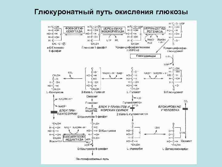 Глюкуронатный путь окисления глюкозы 