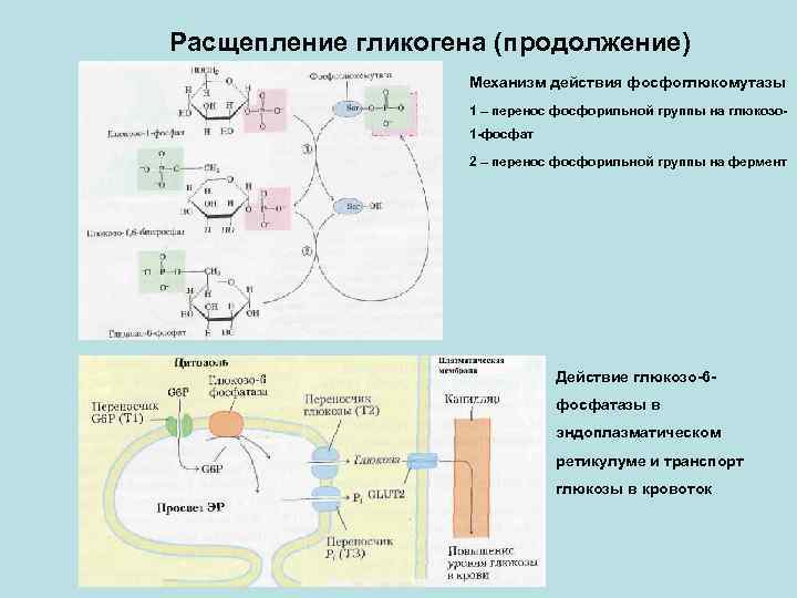 Расщепление гликогена (продолжение) Механизм действия фосфоглюкомутазы 1 – перенос фосфорильной группы на глюкозо 1