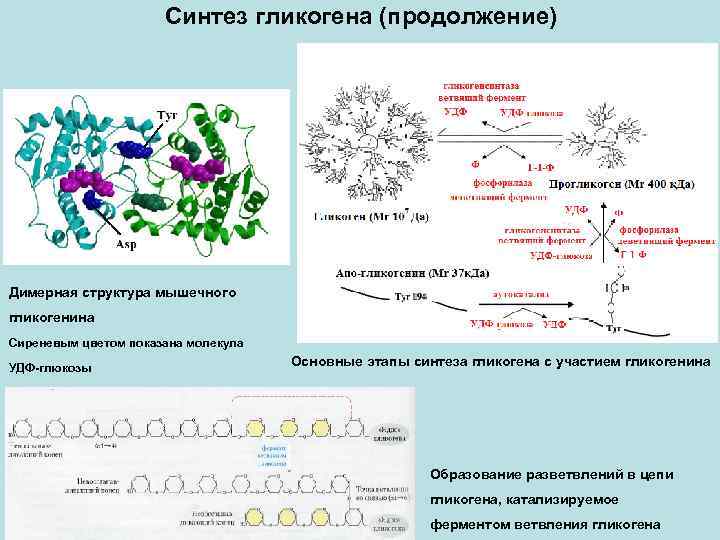 Синтез гликогена (продолжение) Димерная структура мышечного гликогенина Сиреневым цветом показана молекула УДФ-глюкозы Основные этапы