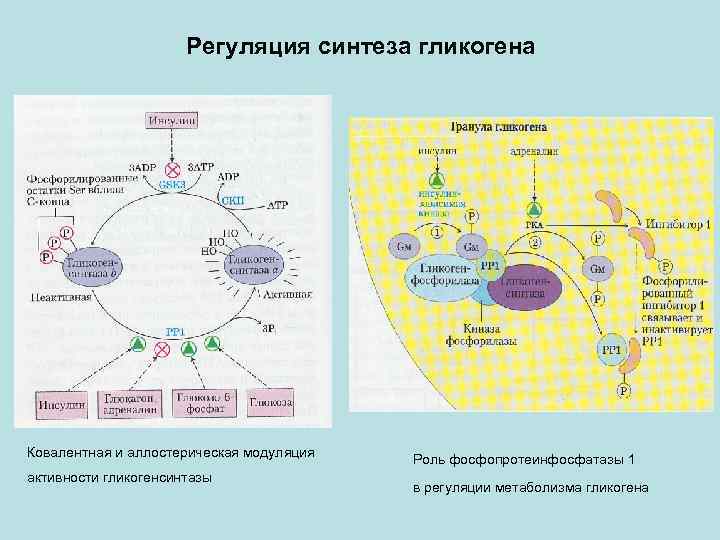 Энергетический обмен крахмал. Регуляция синтеза гликогена. Регуляция биосинтеза гликогена. Регуляция распада гликогена. Гормональная регуляция синтеза гликогена.