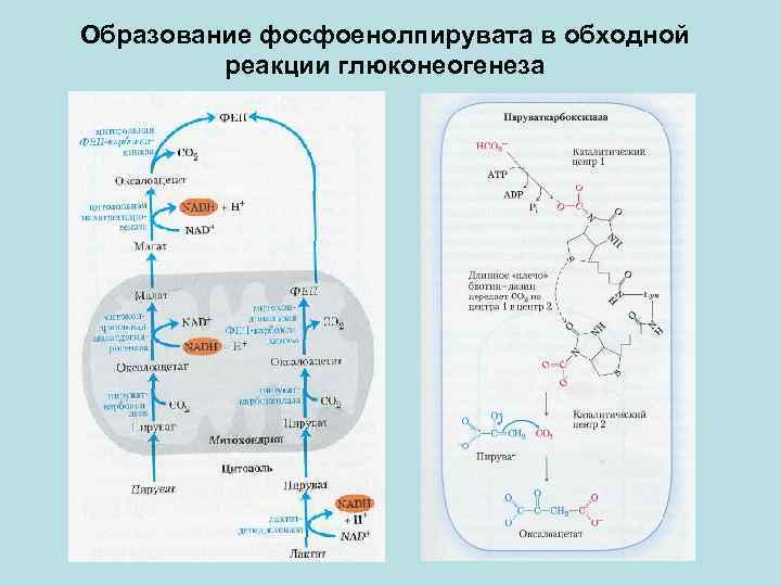 Образование фосфоенолпирувата в обходной реакции глюконеогенеза 