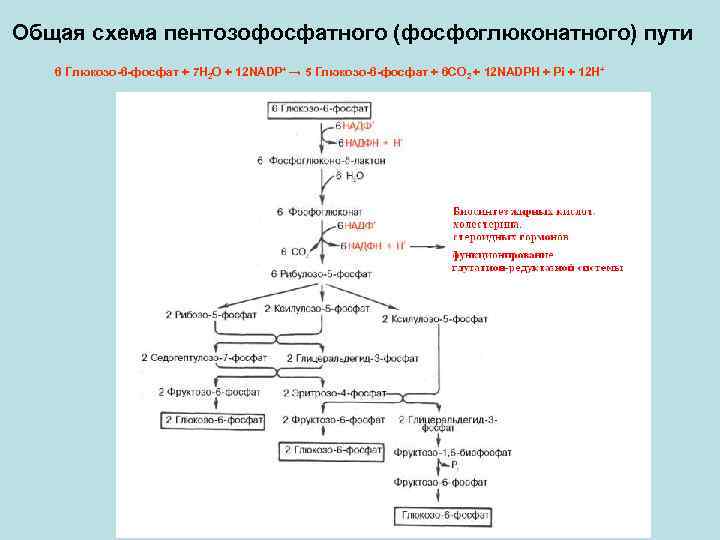 Схема пентозофосфатного цикла