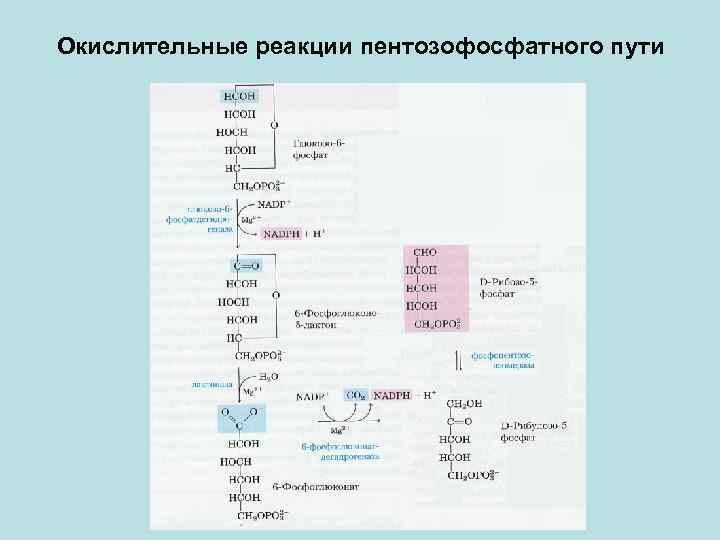 Окислительные реакции пентозофосфатного пути 