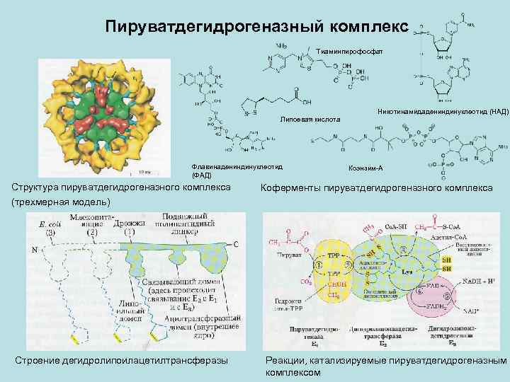 Структурно функциональная организация пируватдегидрогеназного комплекса схема