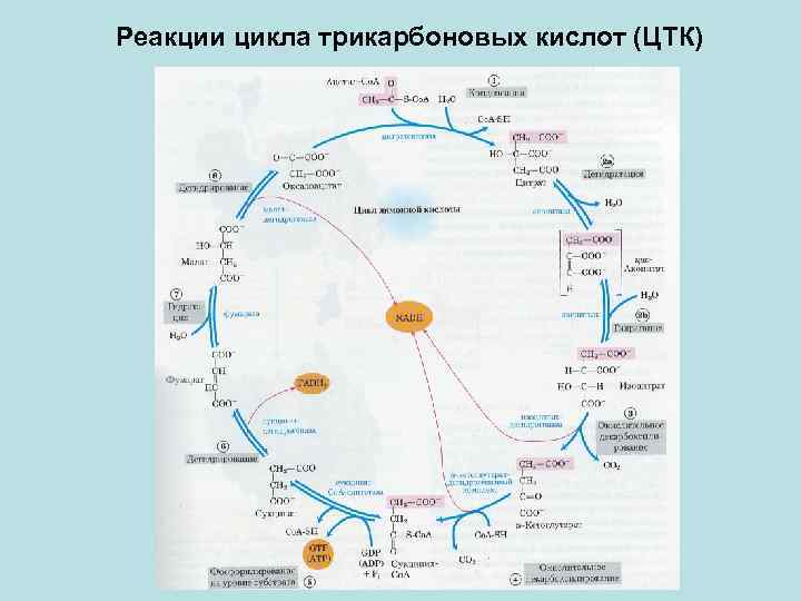 Реакции цикла трикарбоновых кислот (ЦТК) 