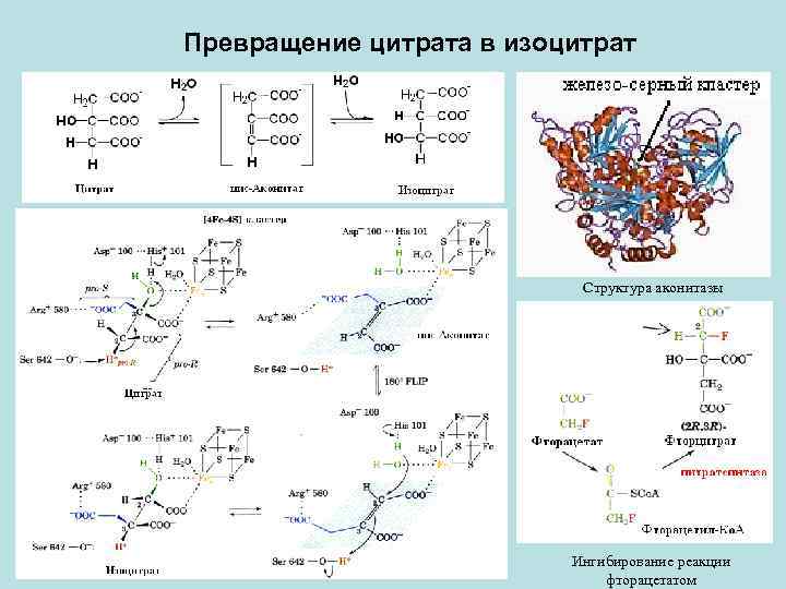 Схема цпэ для изоцитрата