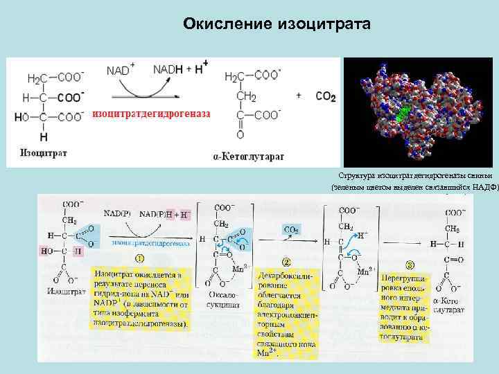 Схема цпэ для изоцитрата