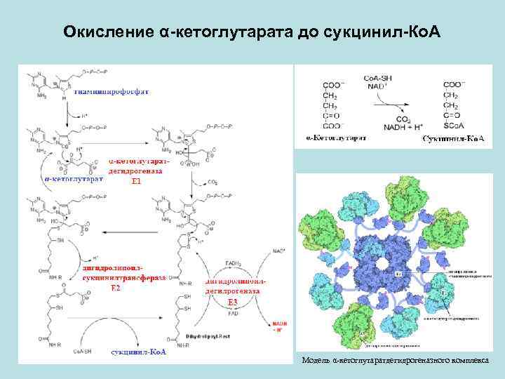 Схема цпэ для изоцитрата