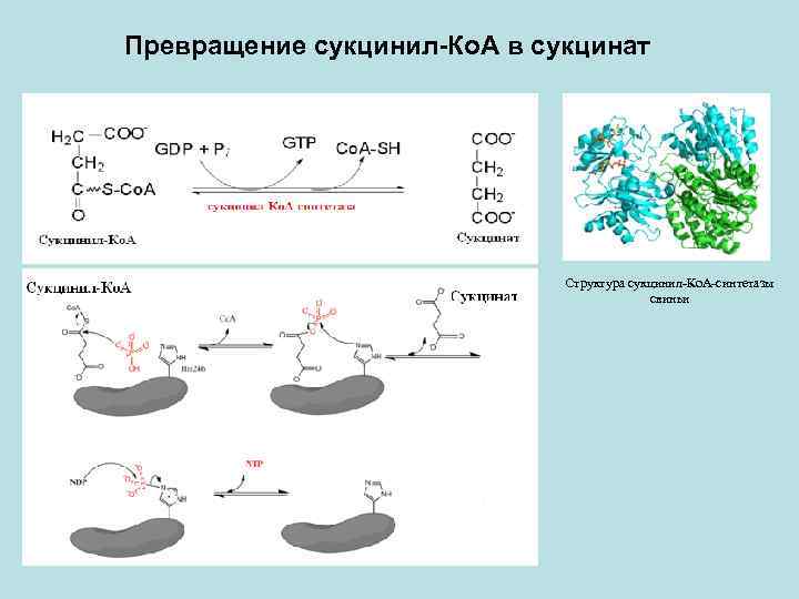 Превращение сукцинил-Ко. А в сукцинат Структура сукцинил-Ко. А-синтетазы свиньи 
