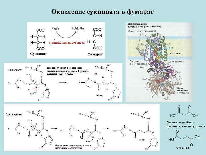 Ферментов аналог. Окисление кетокислот сукцинат. Окисление сукцината. Окисление фумарата. Сукцинат биохимия.