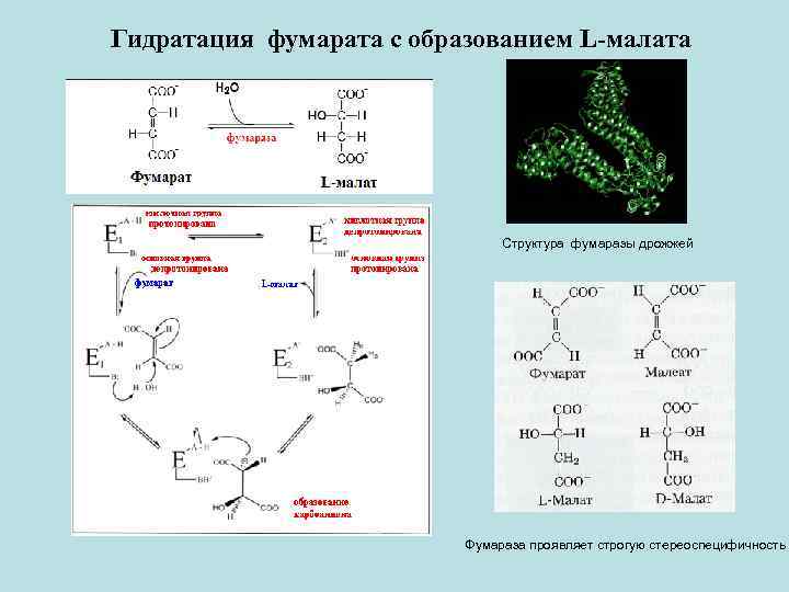 Последовательность событий при метаболизме