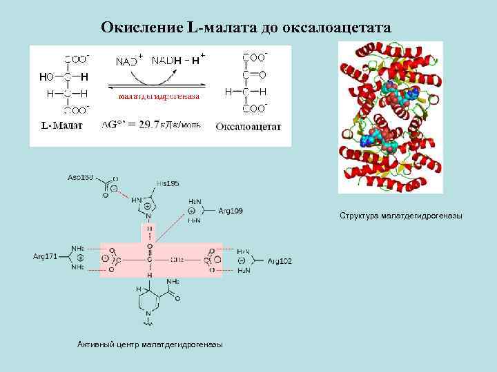 Окисление L-малата до оксалоацетата Структура малатдегидрогеназы Активный центр малатдегидрогеназы 