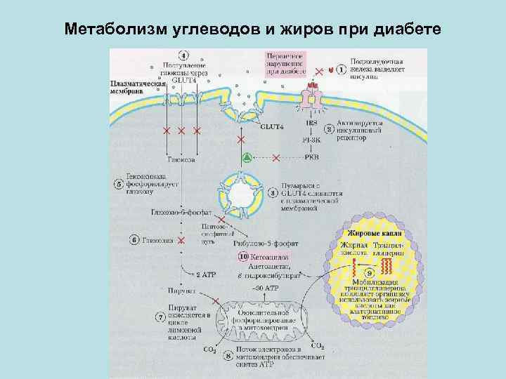 Углеводы метаболизма процессы. Метаболизм углеводов. Схема метаболизма углеводов. Энергетический обмен углеводов. Метаболиты углеводов.