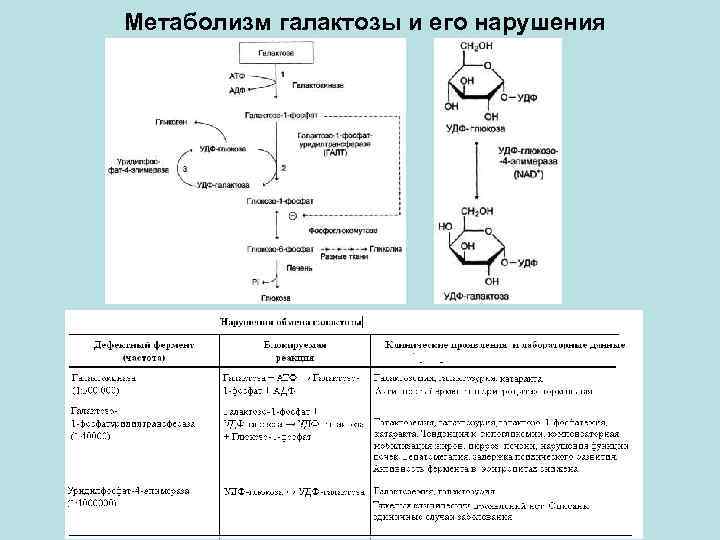 Метаболизм галактозы и его нарушения 
