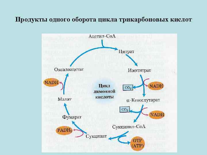 Оборот цикла. Продукты циклотрикарбоновых кислок. Биохимические функции цикла трикарбоновых кислот. Цикл трикарбоновых кислот продукты. Цикл ЦТК продукты.