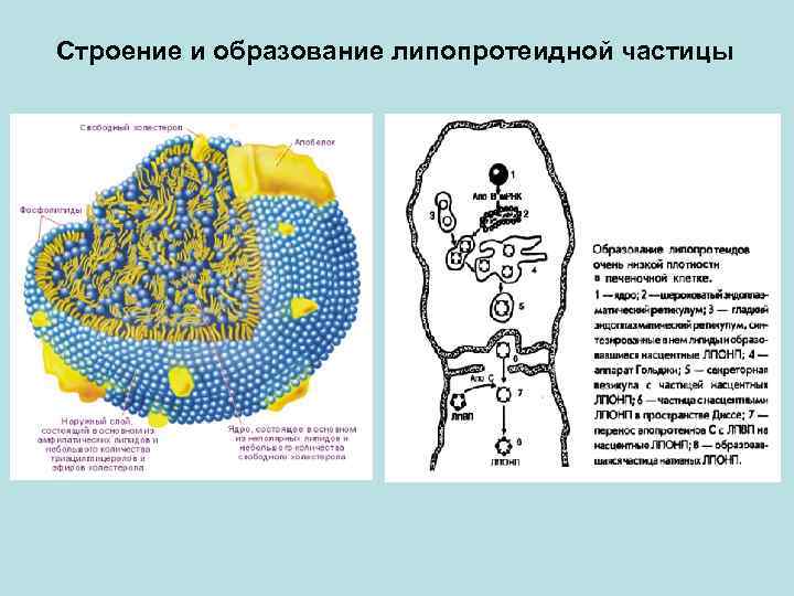 Образование частиц. Структура липопротеидной частицы. Строение липопротеидной частицы биохимия. Схему строения липопротеиновой частицы. Строение липопротеидных частиц.