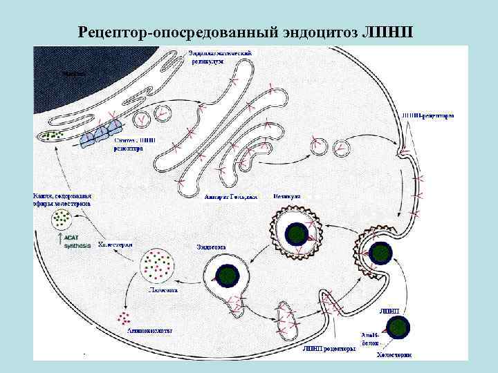 Каким номером на схеме обозначена. Эндоцитоз и экзоцитоз схема. Схема эндоцитоза и экзоцитоза. Рецепторно-опосредованный эндоцитоз схема. Эндоцитоз схема.