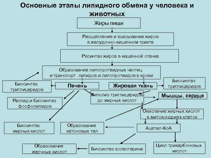 Основные этапы липидного обмена у человека и животных Жиры пищи Расщепление и всасывание жиров