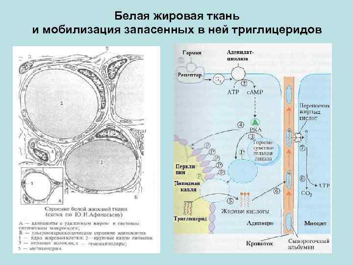 Белая жировая ткань и мобилизация запасенных в ней триглицеридов 