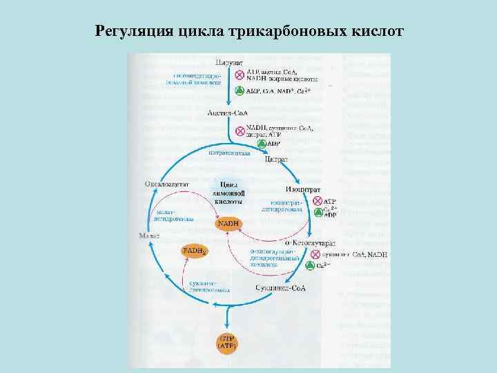 Цикл регуляции. Регуляция активности ЦТК. Регуляция цикла трикарбоновых кислот. Регулируемые реакции цикла трикарбоновых кислот. Регуляция скорости ЦТК.