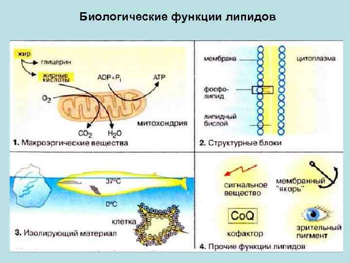 Биологические функции липидов 