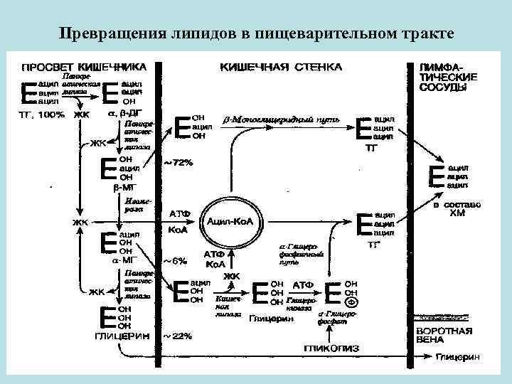 Превращения липидов в пищеварительном тракте 