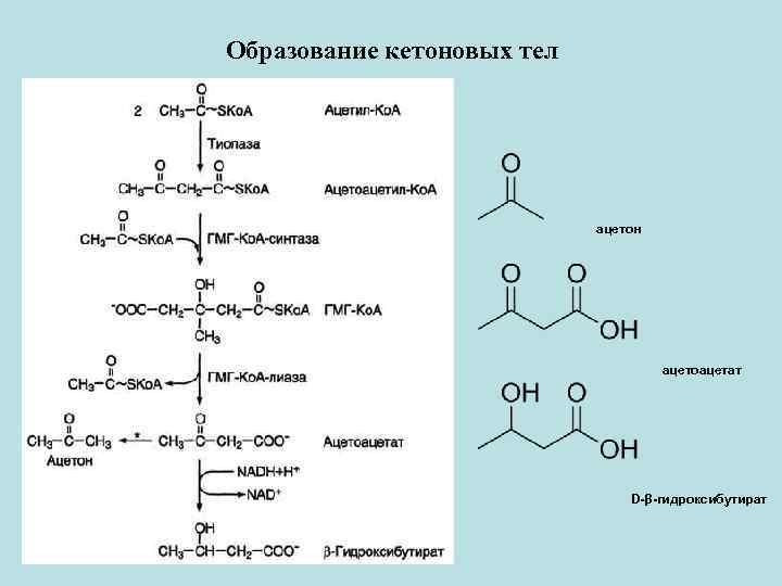 Схема образования кетоновых тел