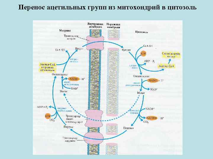 Перенос ацетильных групп из митохондрий в цитозоль 