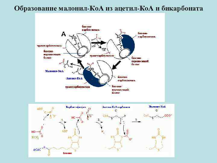 Образование малонил-Ко. А из ацетил-Ко. А и бикарбоната 