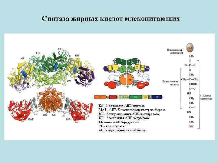 Синтаза жирных кислот млекопитающих 
