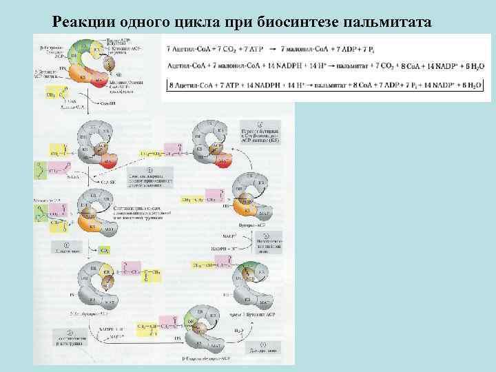 Реакции одного цикла при биосинтезе пальмитата 