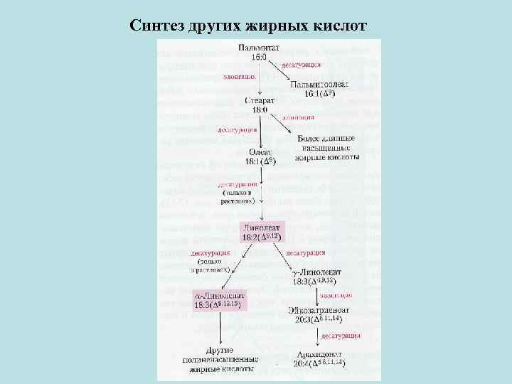 Синтез жирных кислот. Синтез жирных кислот схема. Синтез жирных кислот биохимия схема. Синтез ВЖК биохимия. Биосинтез высших жирных кислот схема.