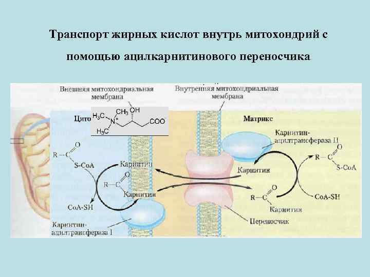 Энергетический обмен в митохондриях