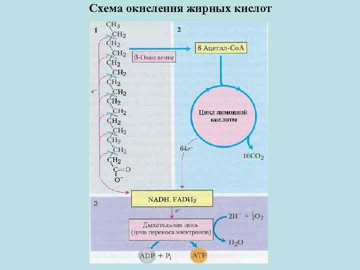 Схема окисления жирных кислот 