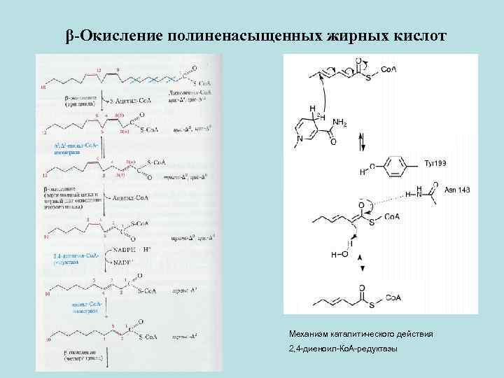 Нарушение окисления жирных кислот