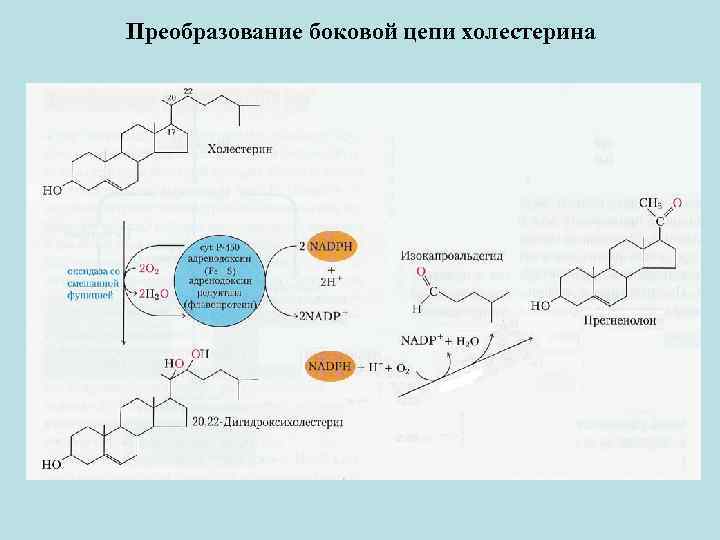 Преобразование боковой цепи холестерина 