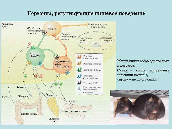 Гормоны, регулирующие пищевое поведение Мыши линии ob/ob одного пола и возраста. Слева – мышь,