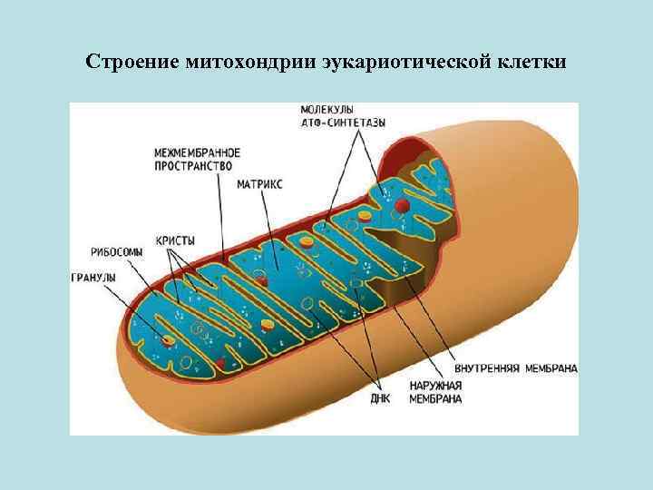 Строение митохондрии эукариотической клетки 