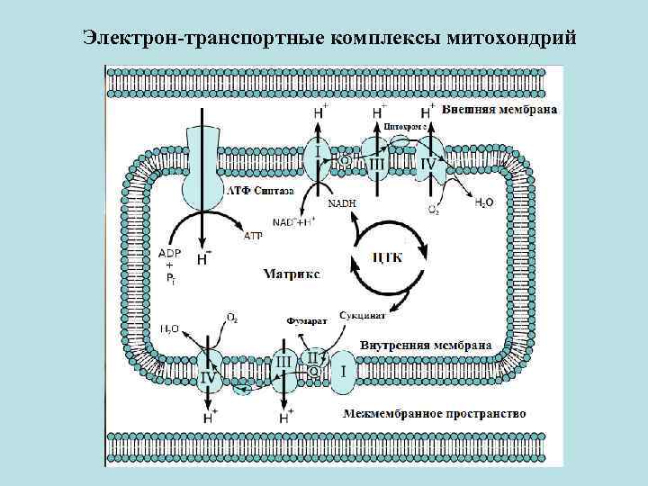 Электрон-транспортные комплексы митохондрий 