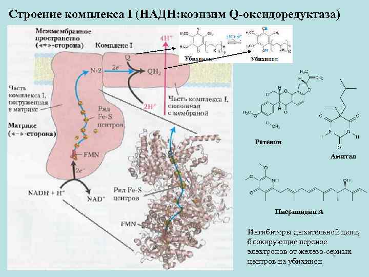 Строение комплекса I (НАДН: коэнзим Q-оксидоредуктаза) Ротенон Амитал Пиерицидин А Ингибиторы дыхательной цепи, блокирующие