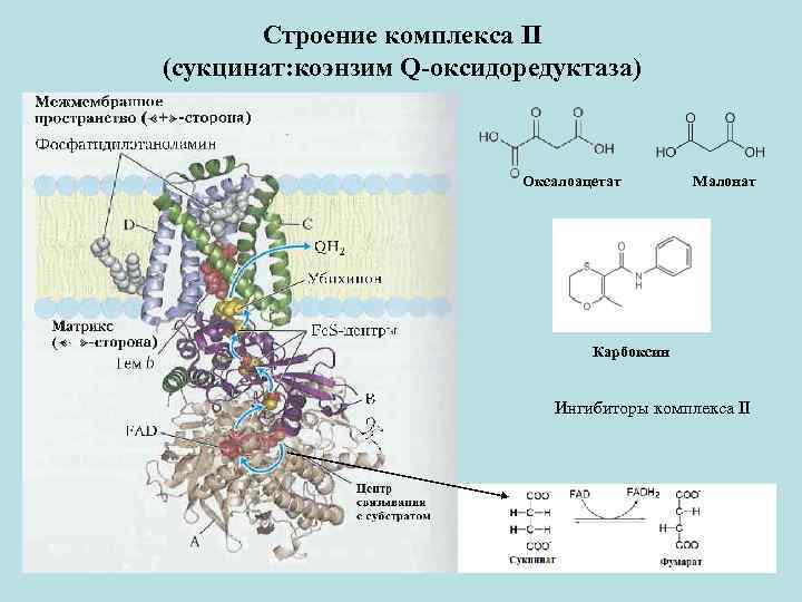 Строение комплекса II (сукцинат: коэнзим Q-оксидоредуктаза) Оксалоацетат Малонат Карбоксин Ингибиторы комплекса II 