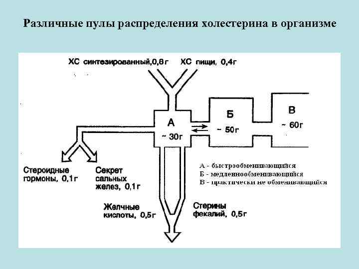 Различные пулы распределения холестерина в организме 