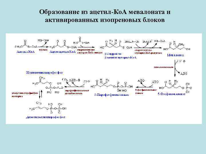 Образование из ацетил-Ко. А мевалоната и активированных изопреновых блоков 