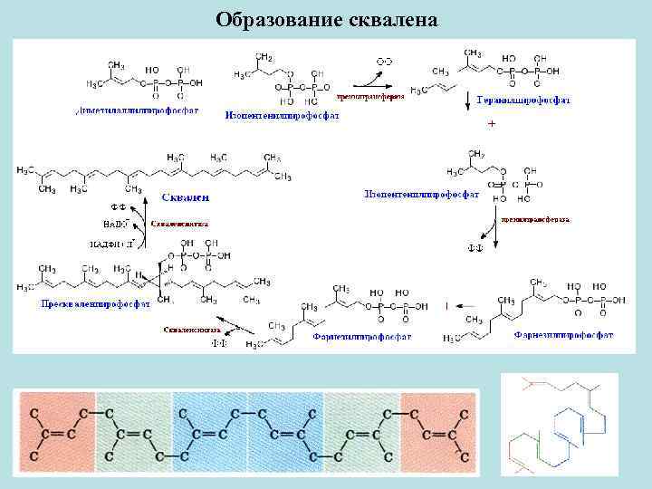 Образование сквалена 