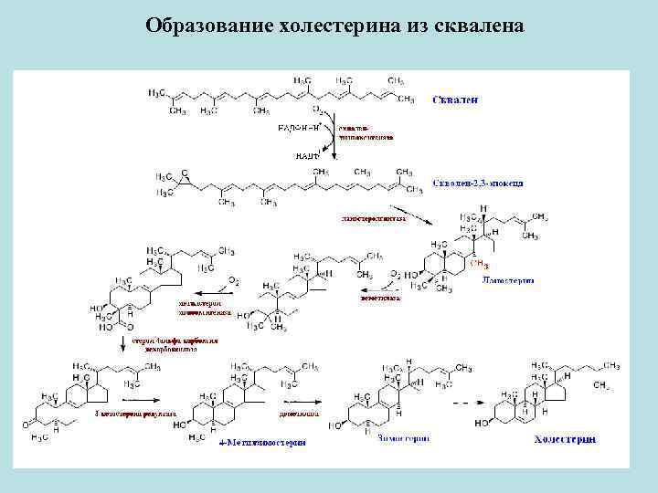 Схема образования холестерина