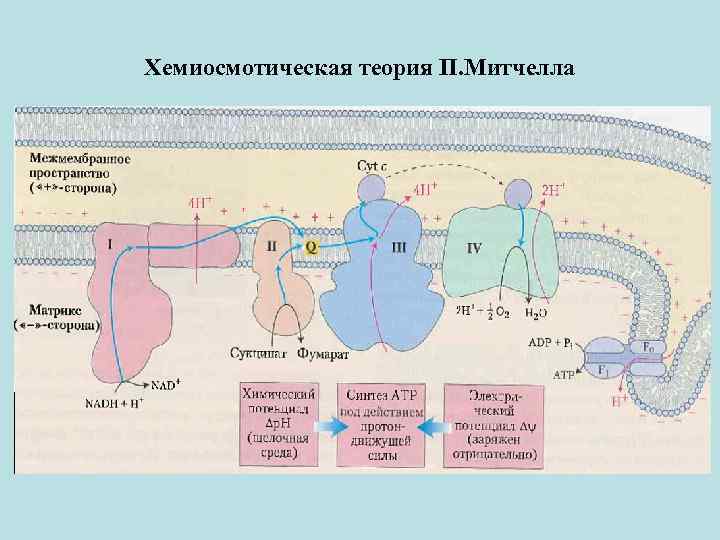 Митчелл схемы онлайн