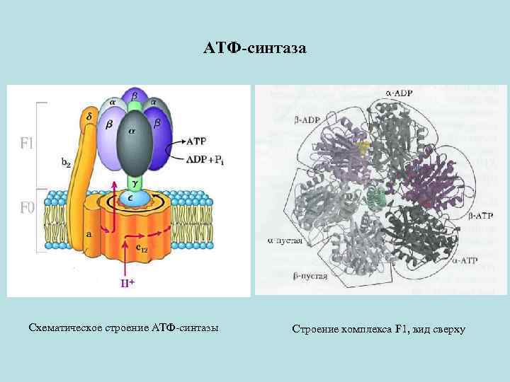 Фермент атф синтаза. АТФ синтаза f1 f0. Строение 5 комплекса АТФ синтазы. АТФ синтаза структура. Активатор АТФ-синтазы.