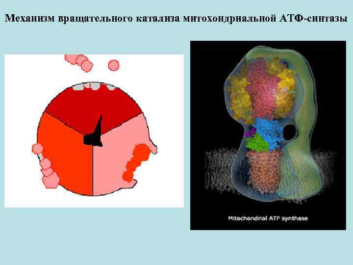 Механизм вращательного катализа митохондриальной АТФ-синтазы 